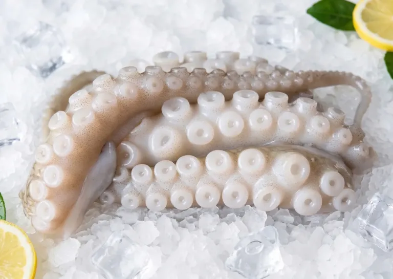 Boiled Octopus 2-3 Legs Cut