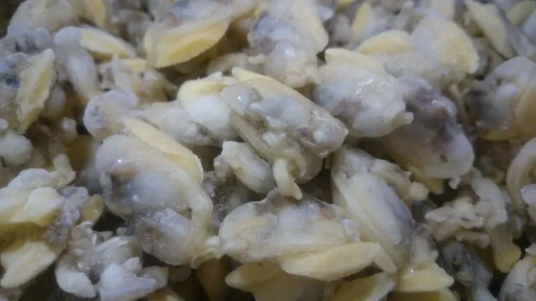 Yellow Clam Meat