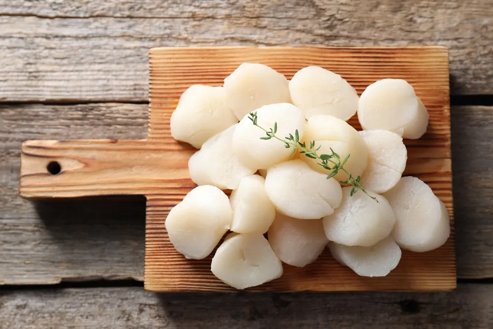 Scallop