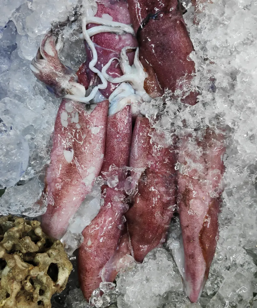 Squid