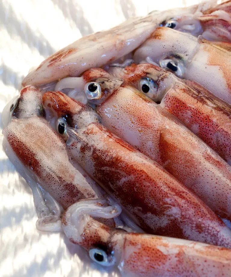 Whole Round Squid