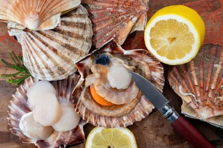 Scallop Meat