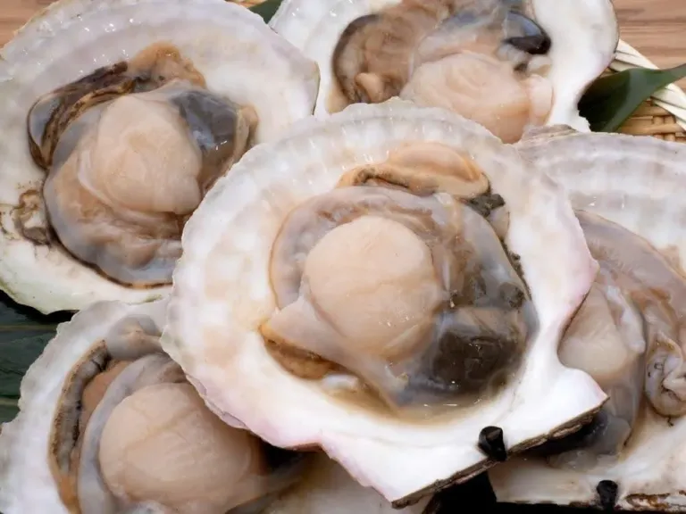 Scallop Meat