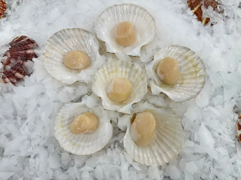 Scallop Meat